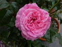 Wildberry rose photo