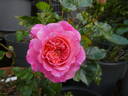 Country Girl rose photo