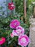 Bordure Vive ® rose photo