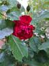 Mainaufeuer ® rose photo