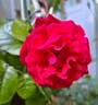 Mainaufeuer ® rose photo