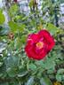 Mainaufeuer ® rose photo