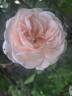 Penny Lane rose photo