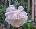 Diamant rose photo