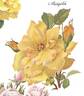Maigold rose photo