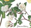 Gruss an Zabern rose photo