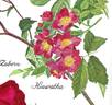 Hiawatha rose photo