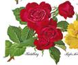 Heidelberg rose photo