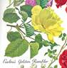 Easlea's Golden Rambler rose photo