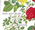 White Dorothy rose photo