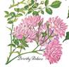 Dorothy Perkins rose photo