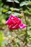 Tallyho rose photo
