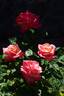 Silver Jubilee ® rose photo