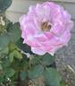 Marion Ross rose photo