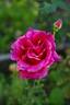 Tallyho rose photo