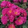 Perfumy Siluetta rose photo