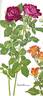 Ulrich Brunner rose photo