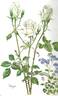 Virgo rose photo