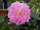 Country Girl rose photo
