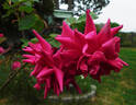 Lady Ann Kidwell rose photo