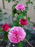 Friends Forever rose photo