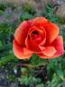Thanksgiving rose photo