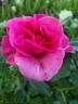 Brindabella First Lady ™ rose photo