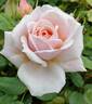 Blessed Child rose photo