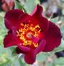 Maroon Eight rose photo