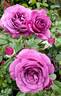 Vodacom rose photo