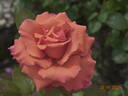 Anne Vanderlove ® rose photo