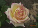 Aruba rose photo