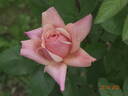 Budateteni rose photo