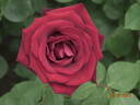 Deep Secret rose photo