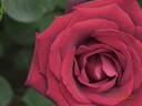 Deep Secret rose photo