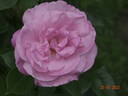 Olivia Austin rose photo