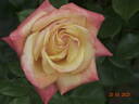 Prince Rainier III rose photo