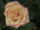 Prince Rainier III rose photo