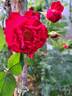 Mainaufeuer ® rose photo