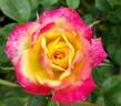 Pixie Dust rose photo