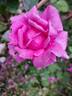 Purple Passion ™ rose photo