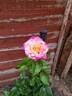 HARsherry rose photo