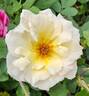 Grand Prize ™ rose photo