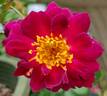 Sweet Thomas rose photo
