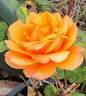 Orange Juice rose photo