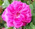 Duchess of Sutherland rose photo