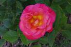POUlpmt007 rose photo