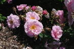 Fritz Nobis rose photo