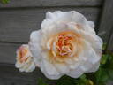 Miss Fine rose photo
