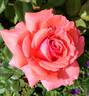 America rose photo